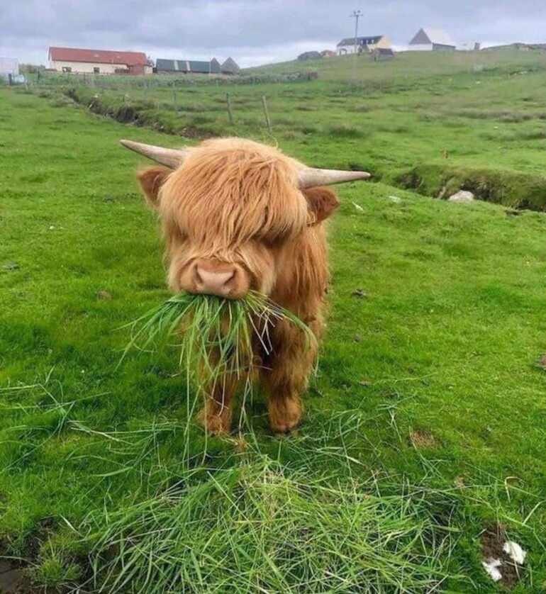 Highland Cow in Scotland