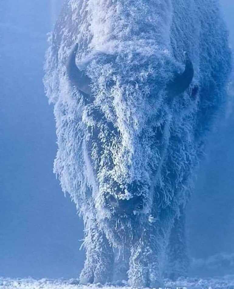 Bisonte americano caminando bajo una nevada.