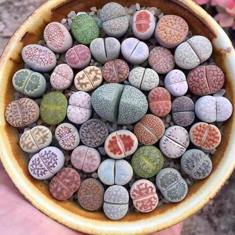 Lithops, plantas que evolucionaron para parecer rocas