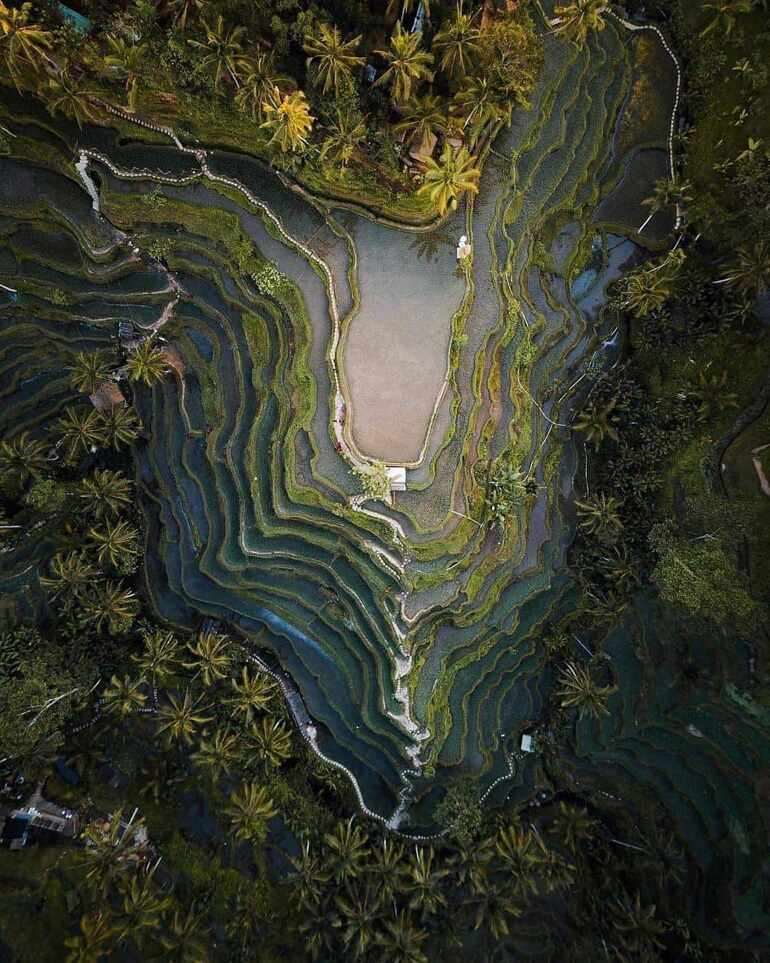 The Tegalalang Rice Terraces, Bali