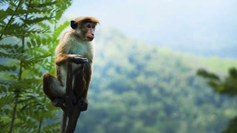 En 40 años la humanidad exterminó al 60% de los animales en la tierra