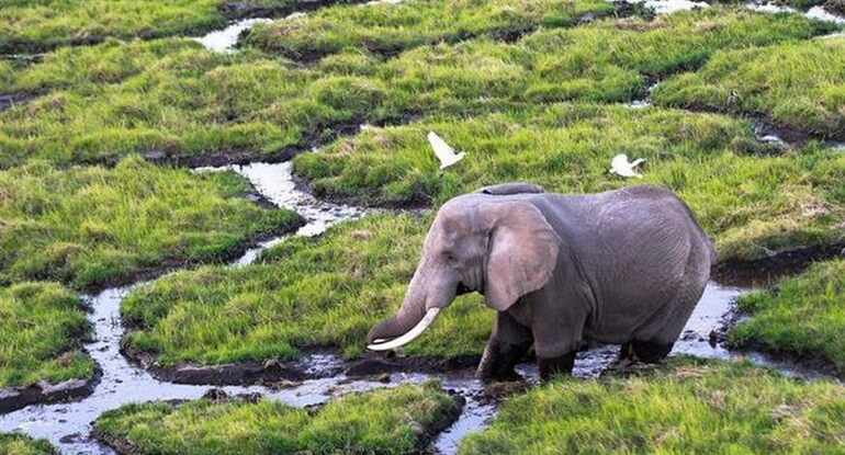 El planeta perdió el 60% de sus animales salvajes en 44 años