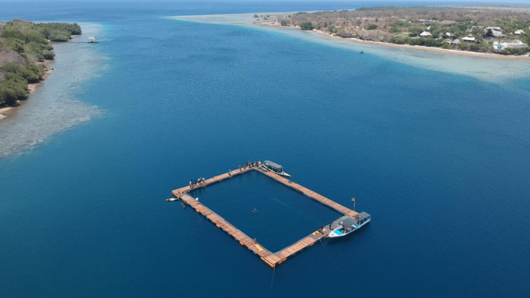 Crearon en Bali el primer santuario de delfines para preservar ejemplares de todo el mundo