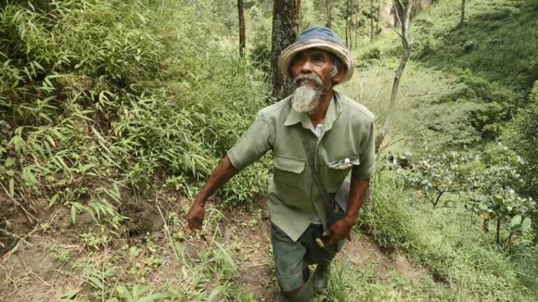 Sadiman, el hombre que plantó más de 11.000 árboles y logró revertir los estragos de la sequía en Indonesia