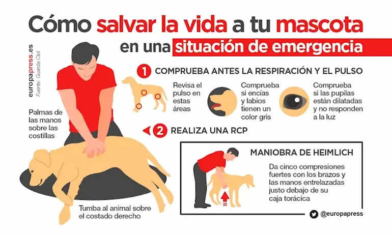 Cómo salvar la vida a tu mascota en una situación de emergencia