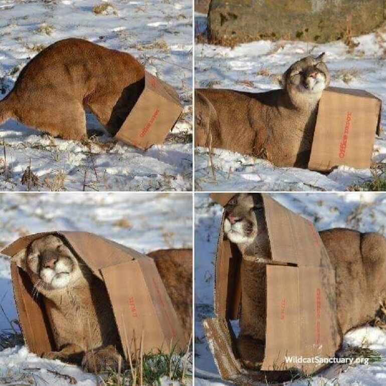 No importa las dimensiones del felino... una caja siempre será una caja 🤗