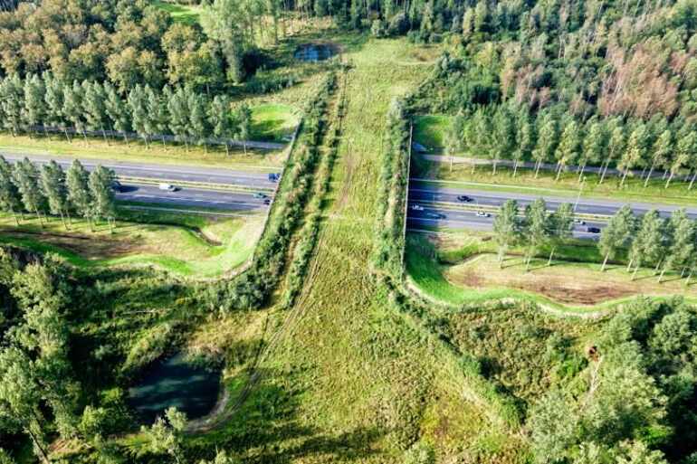 Holanda construyó 600 puentes verdes para que sus animales puedan cruzar las autopistas