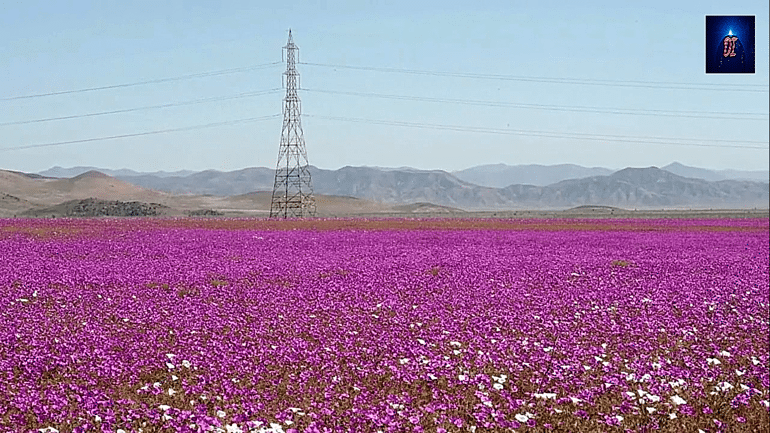 Desierto de Atacama