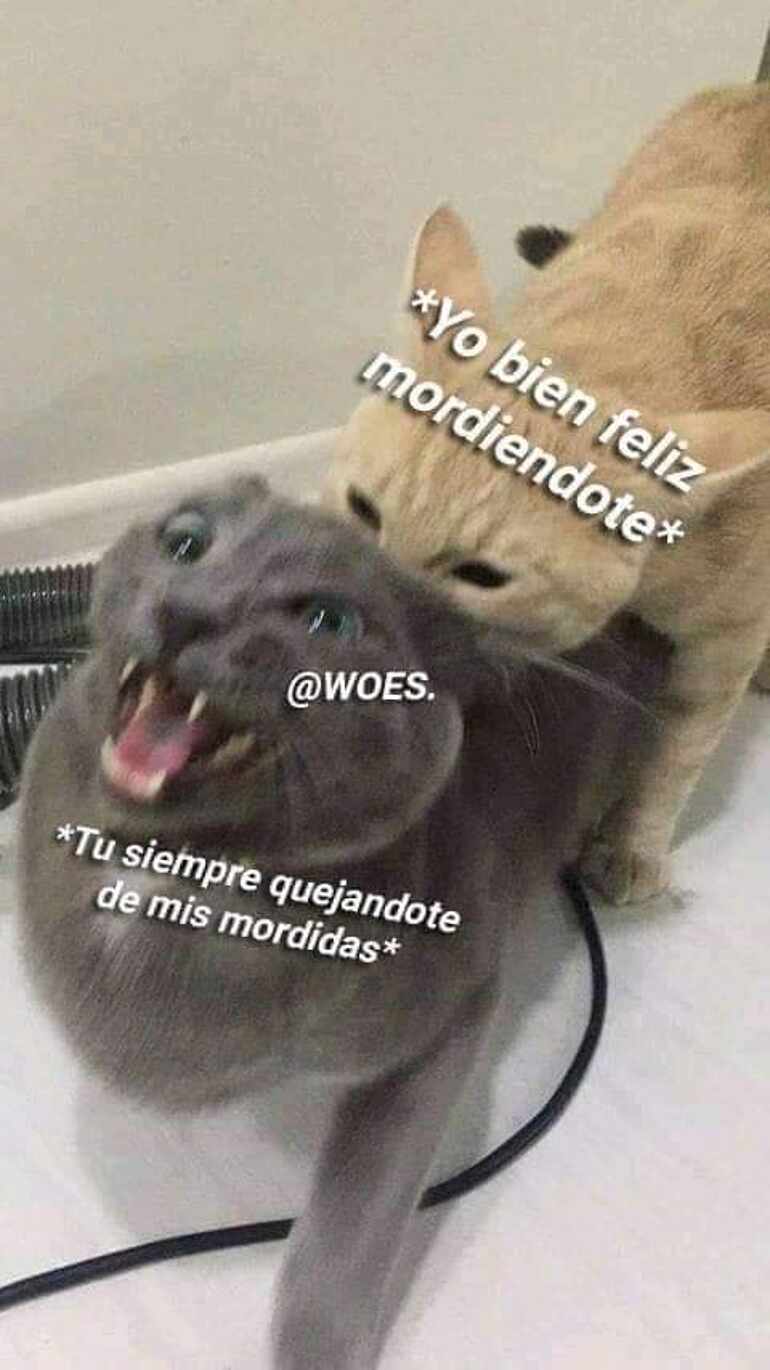 Gatitooo